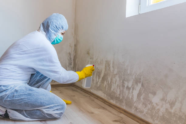 Licensed Black Mold Remediation service in Warrenton, VA - Car Mold Remediation