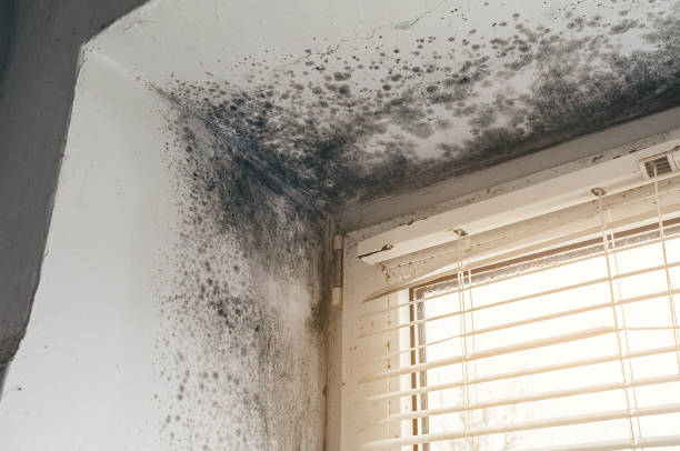 Affordable Black Mold Remediation solutions in Warrenton, VA
