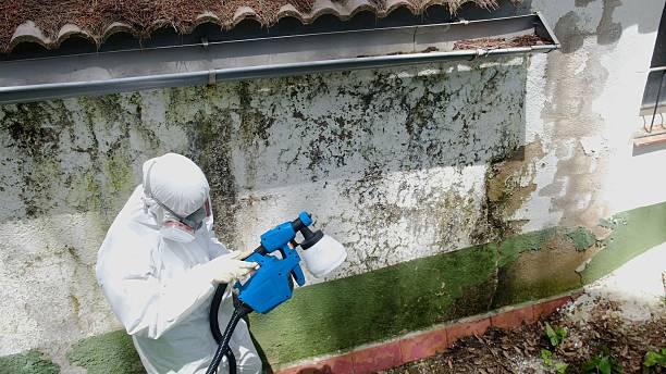 Top rated local Black Mold Remediation specialists in Warrenton, VA